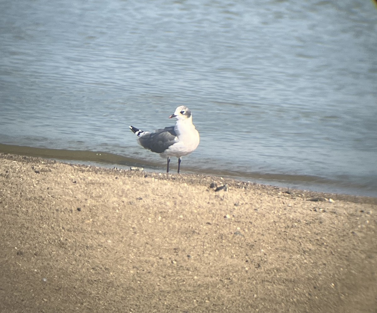 Mouette de Franklin - ML641354823