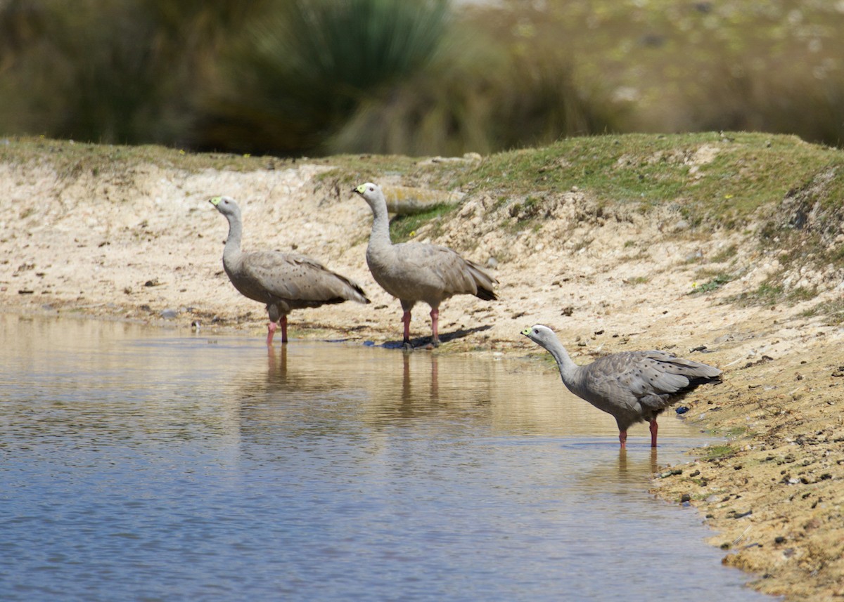 Cape Barren Goose - ML641354856