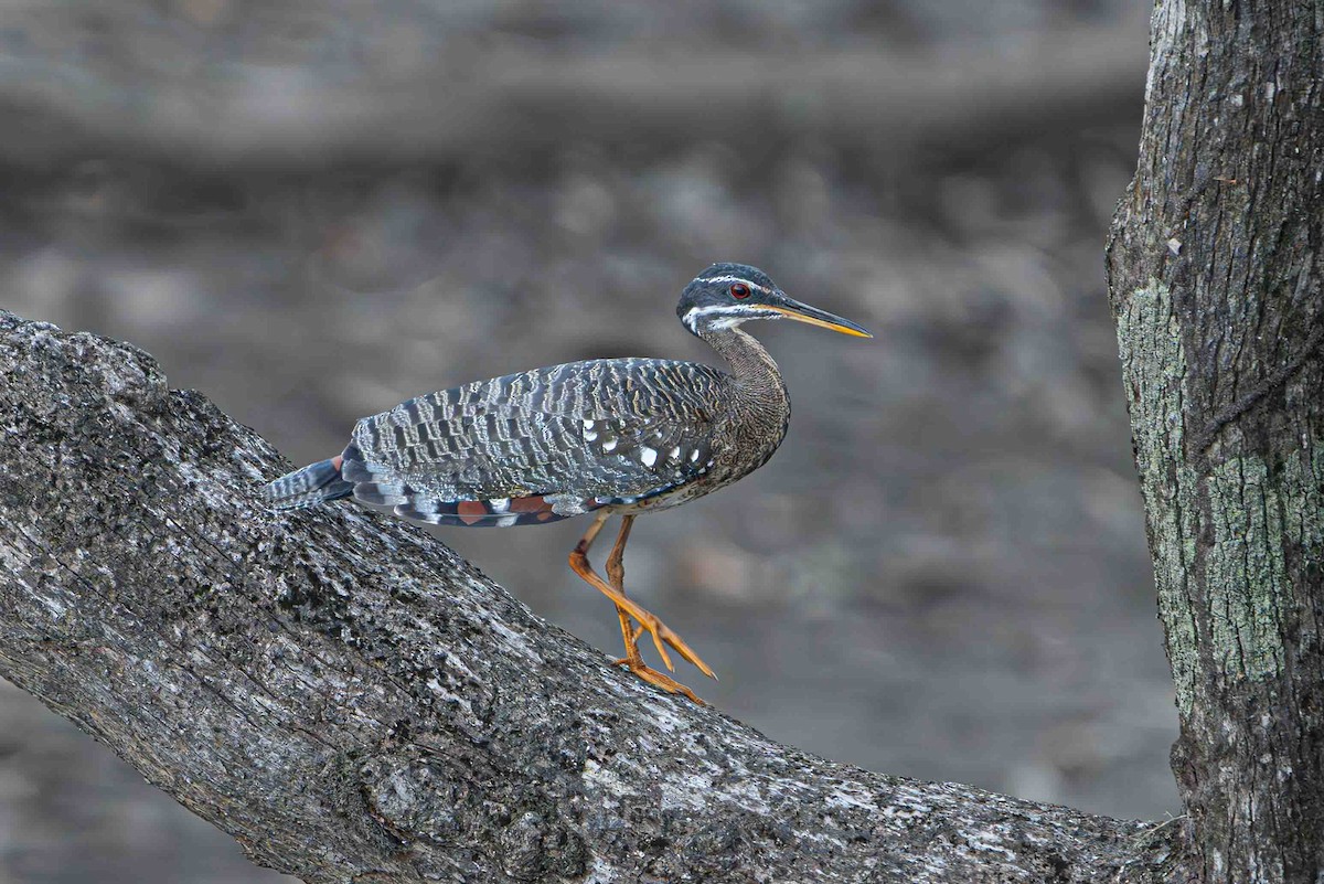 Sunbittern - ML641354863