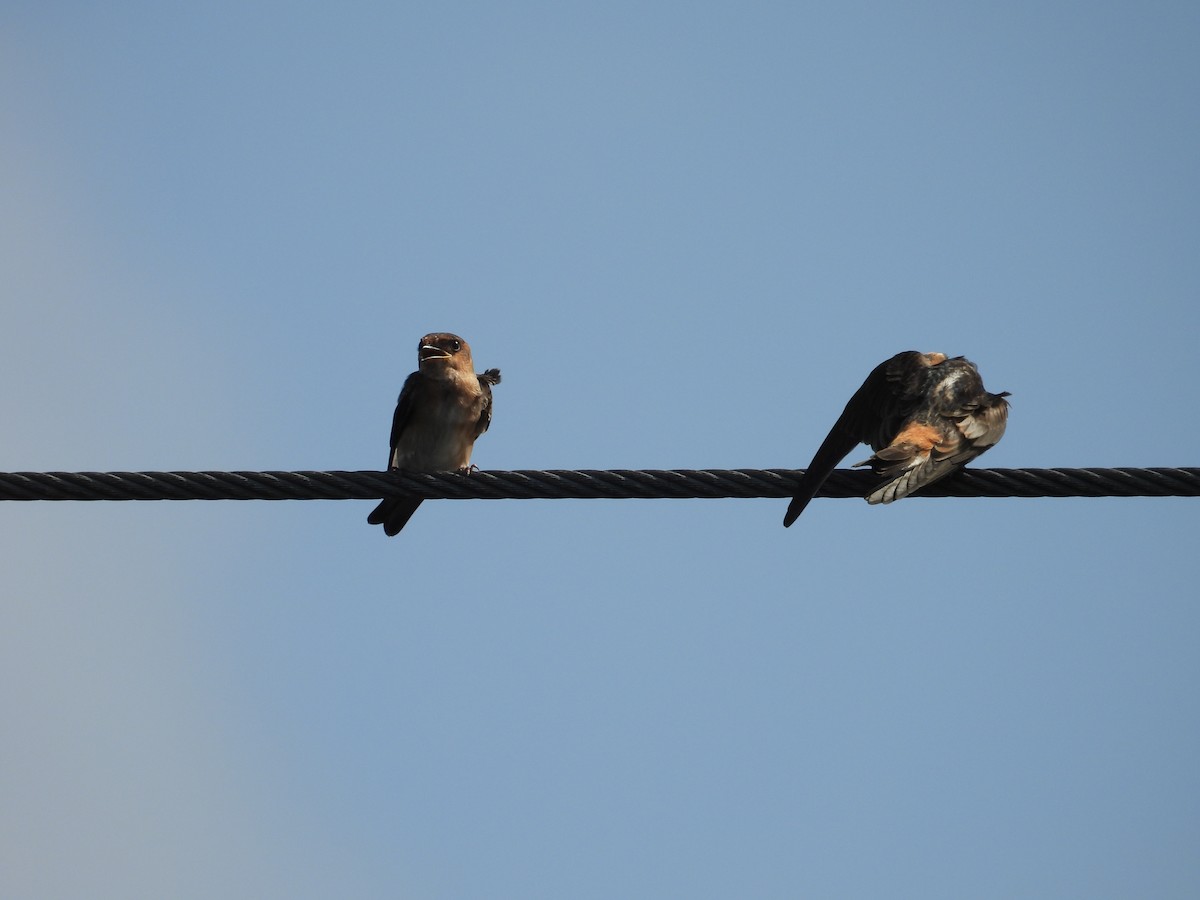 Cave Swallow - ML641354871