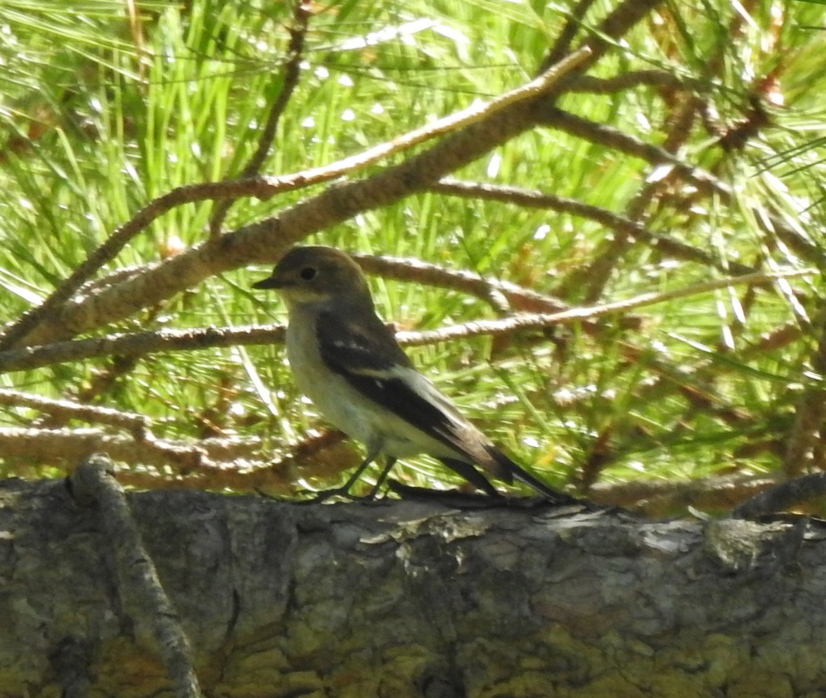 European Pied Flycatcher - ML641354872