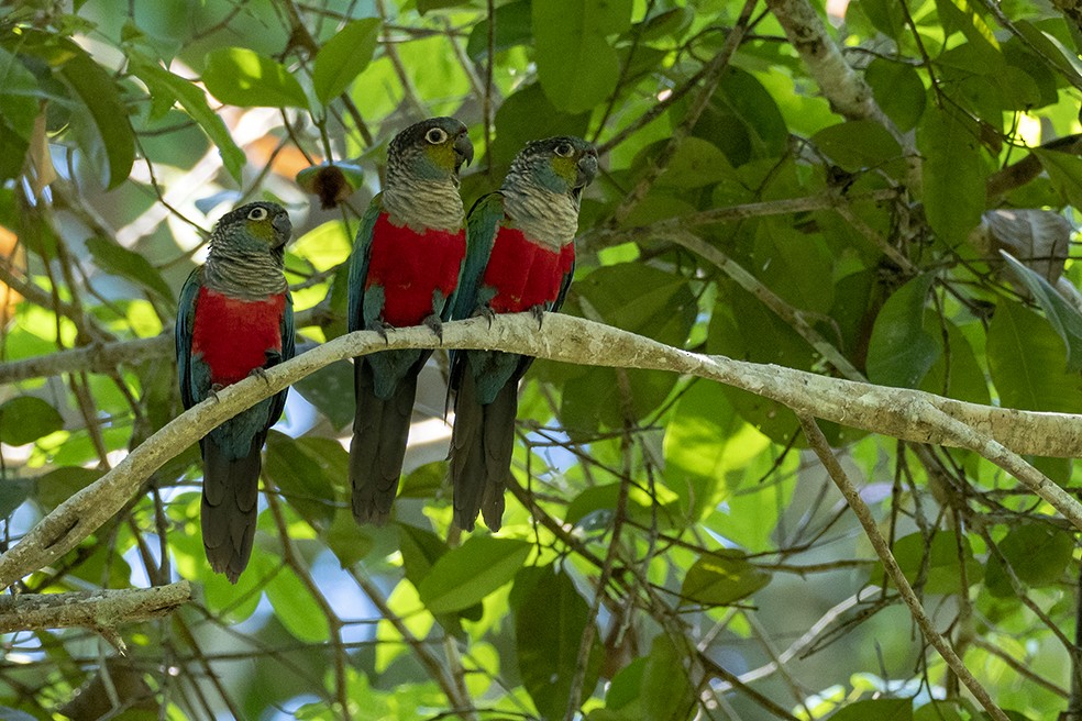 Crimson-bellied Parakeet - ML641354880