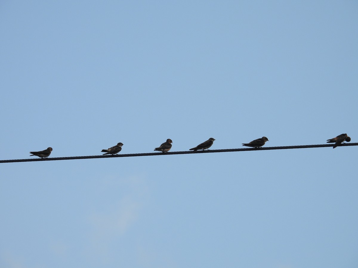 Cave Swallow - ML641354901
