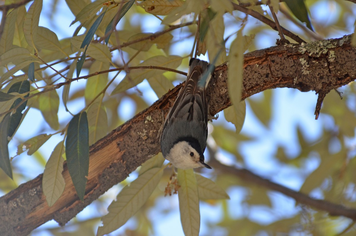 White-breasted Nuthatch - ML641354909