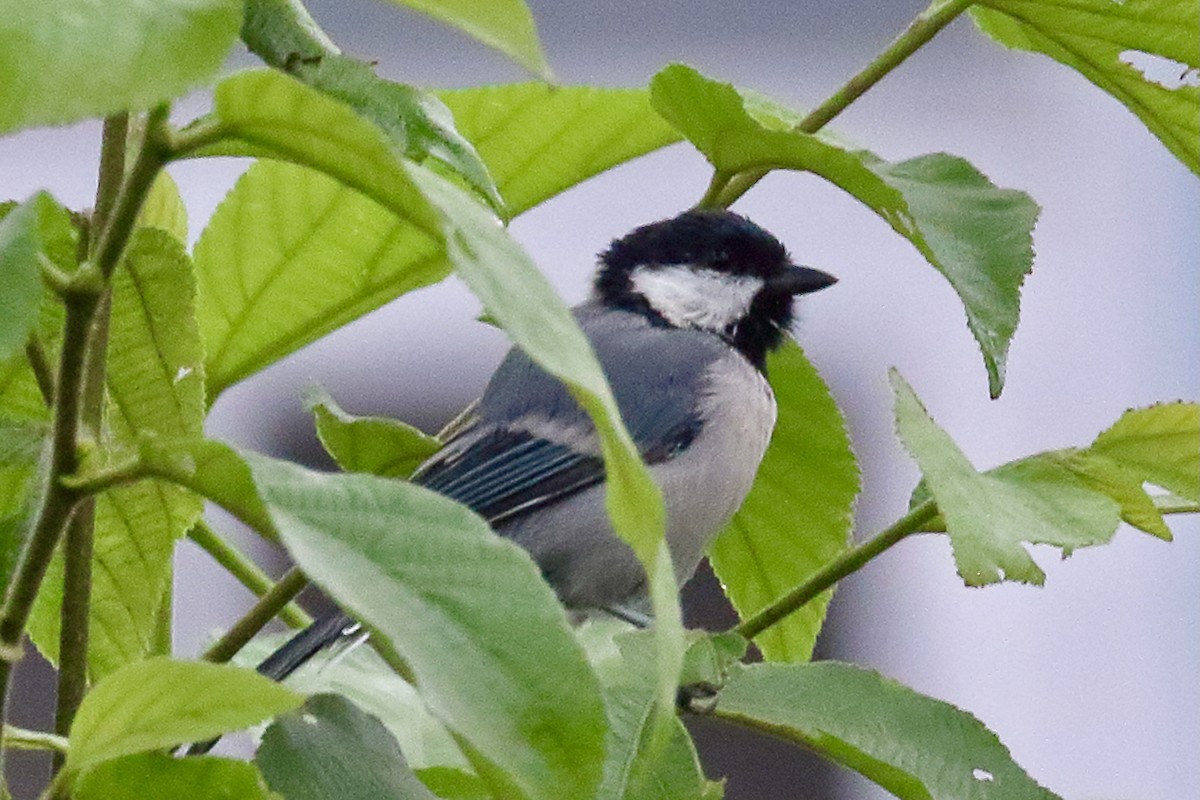 Asian Tit (Cinereous) - ML641354917