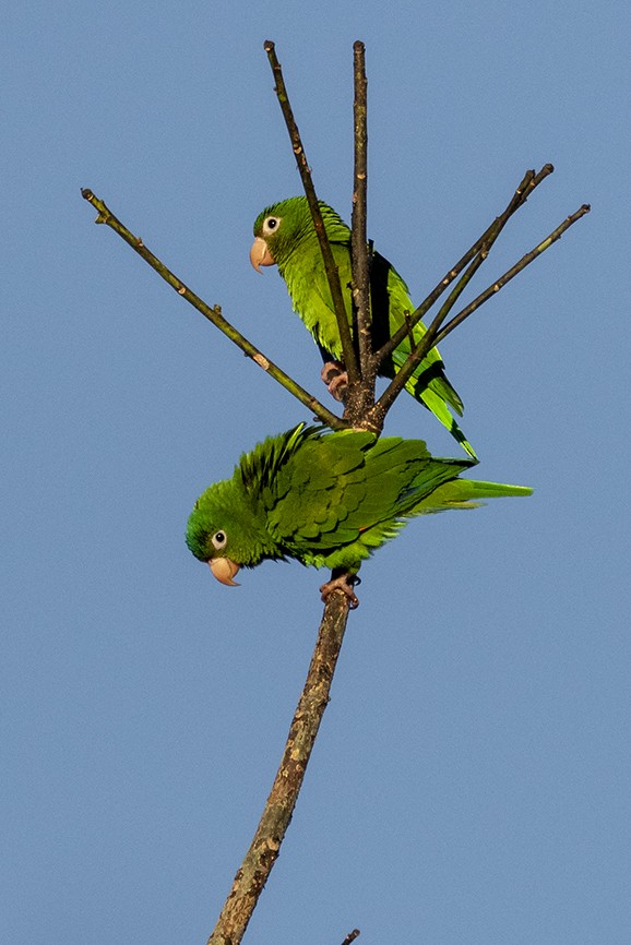 Golden-winged Parakeet - ML641354931