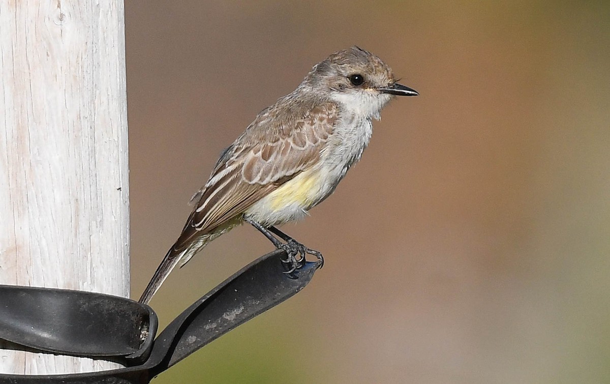 Vermilion Flycatcher - ML641354933