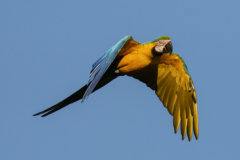 Blue-and-yellow Macaw - ML641354943