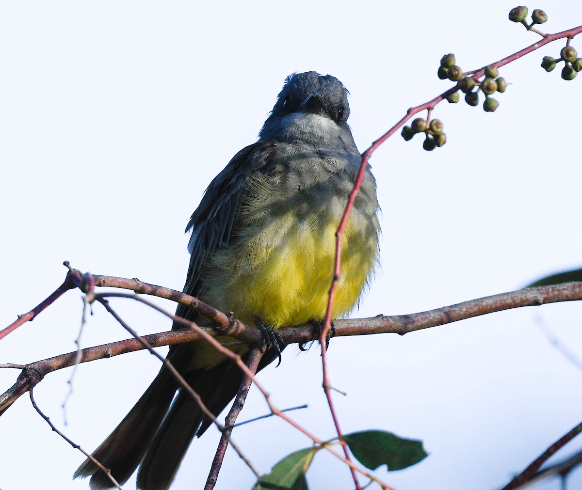 Cassin's Kingbird - ML641354946