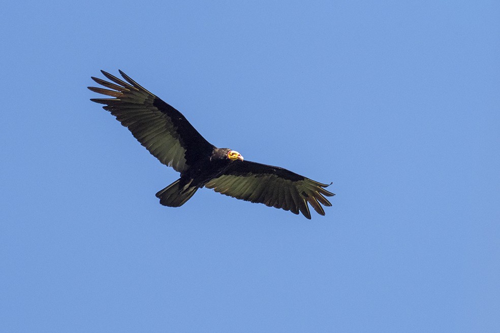 Greater Yellow-headed Vulture - ML641354952