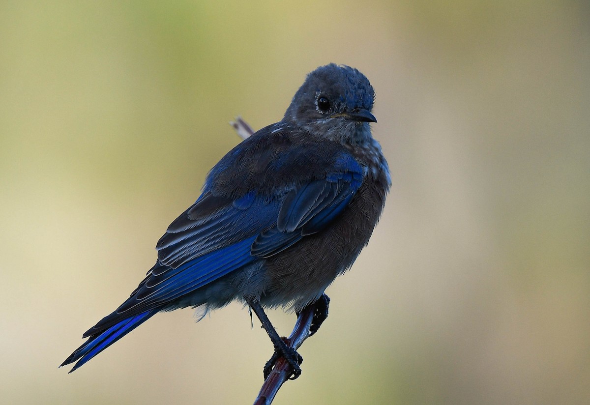 Western Bluebird - ML641354957