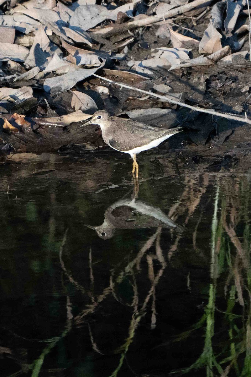 Solitary Sandpiper - ML641354962