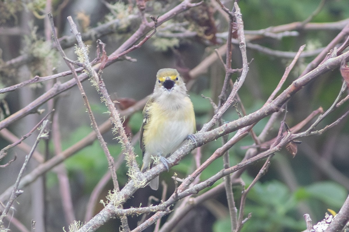 White-eyed Vireo - ML641354968
