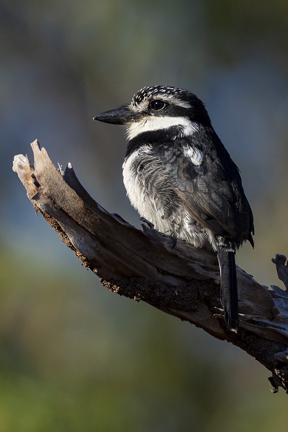 Pied Puffbird - ML641354973