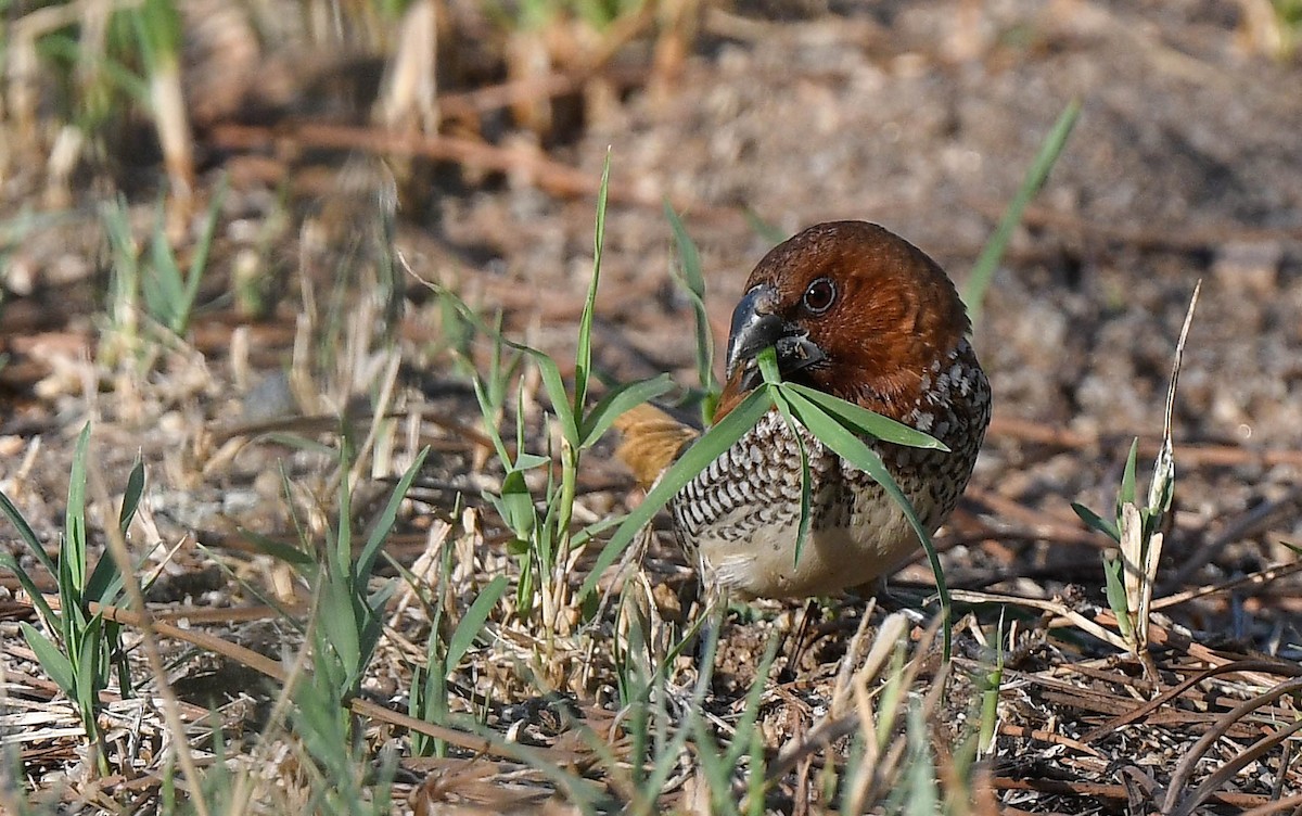 Scaly-breasted Munia - ML641354981
