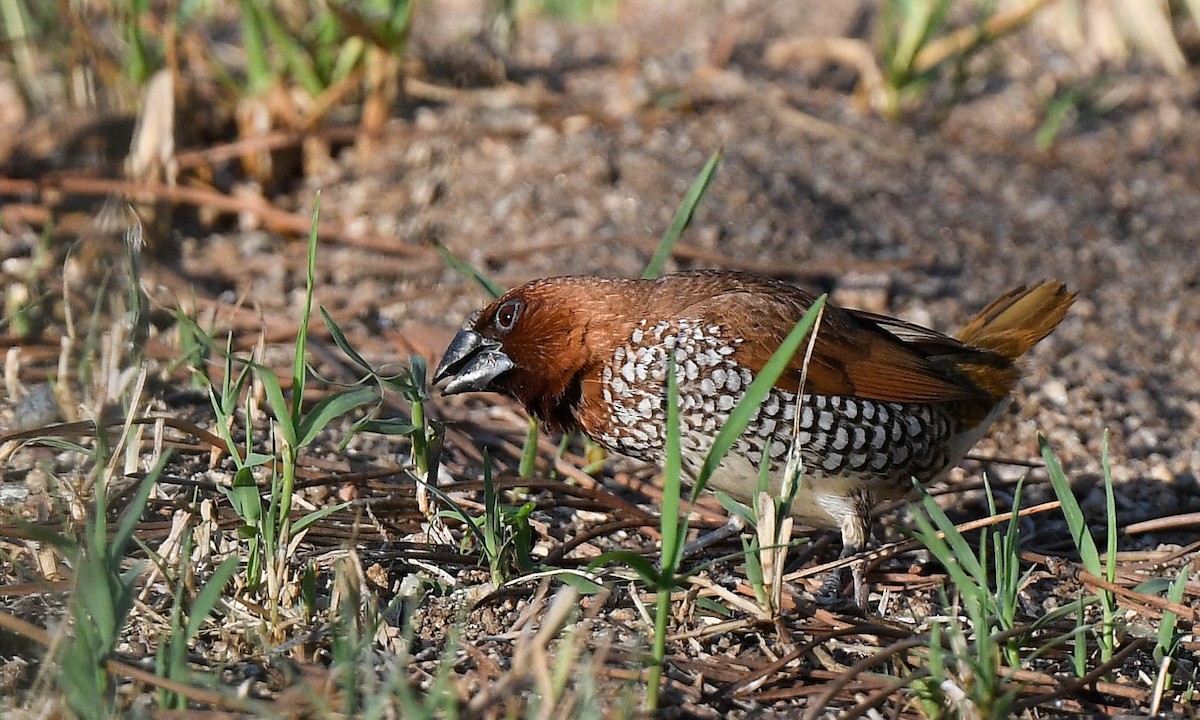 Scaly-breasted Munia - ML641354983