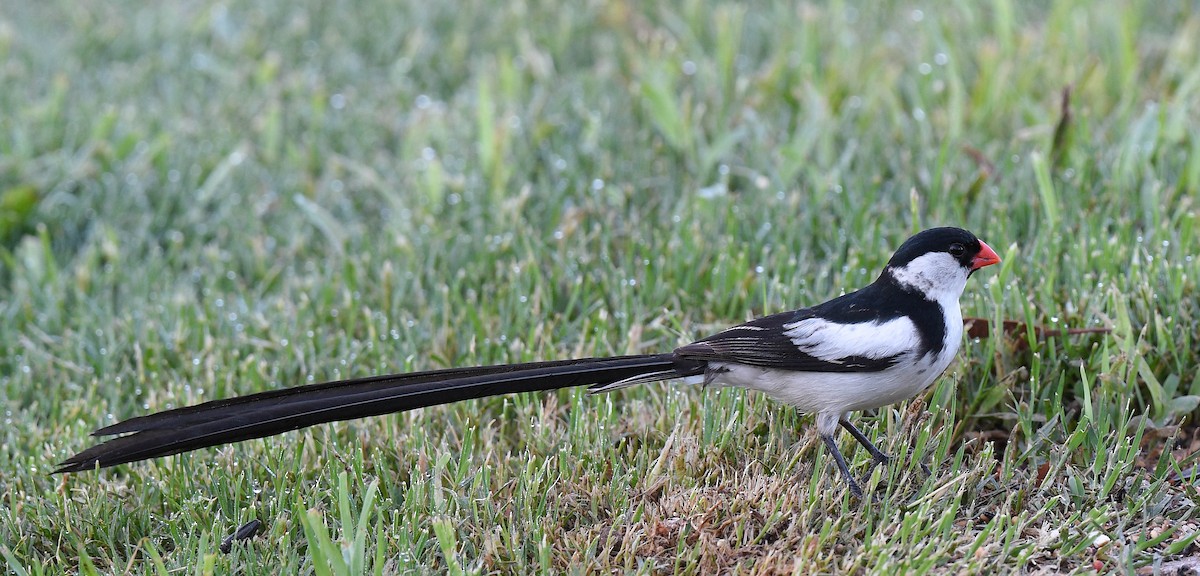 Pin-tailed Whydah - ML641354989