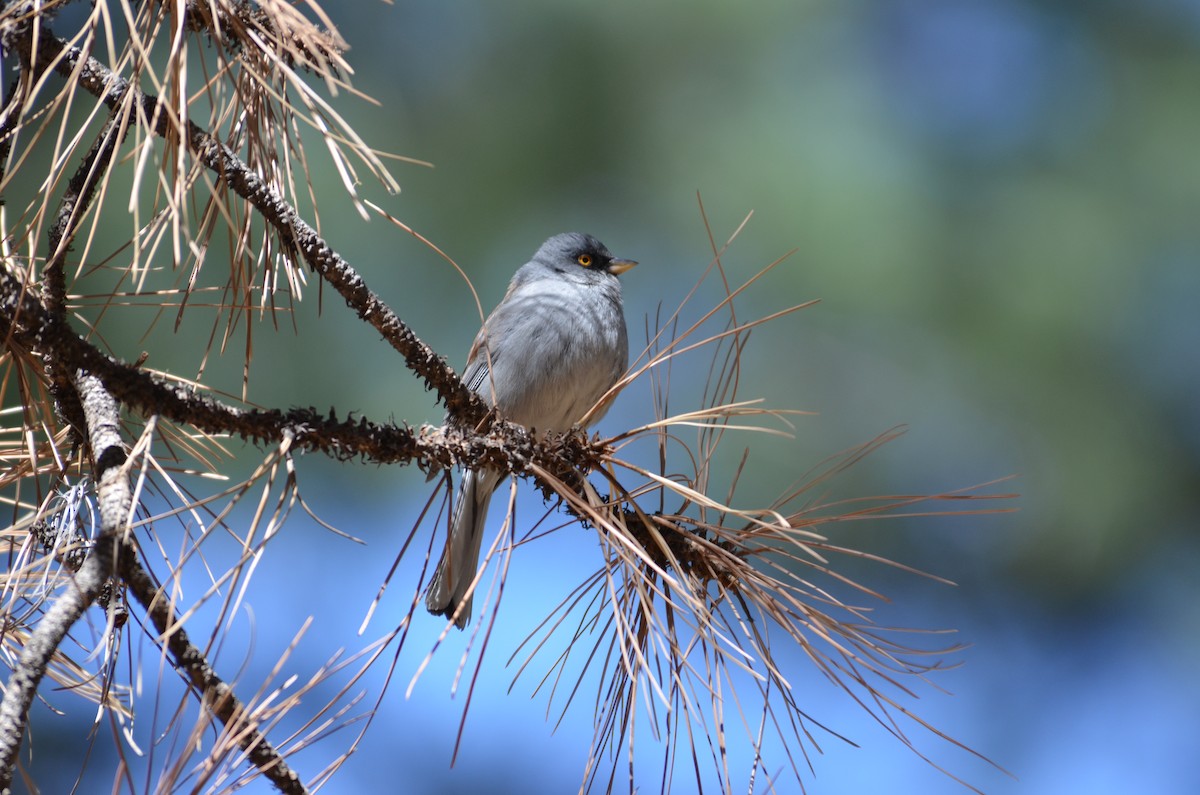 Yellow-eyed Junco - ML641354990