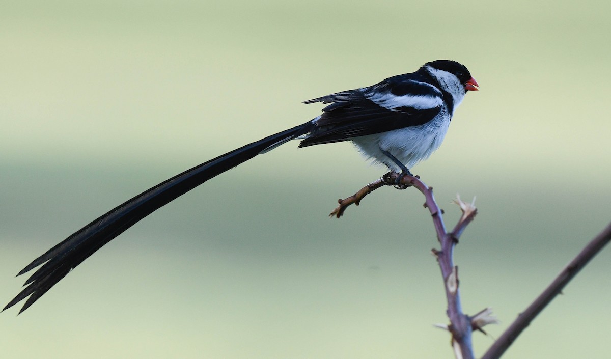 Pin-tailed Whydah - ML641354992