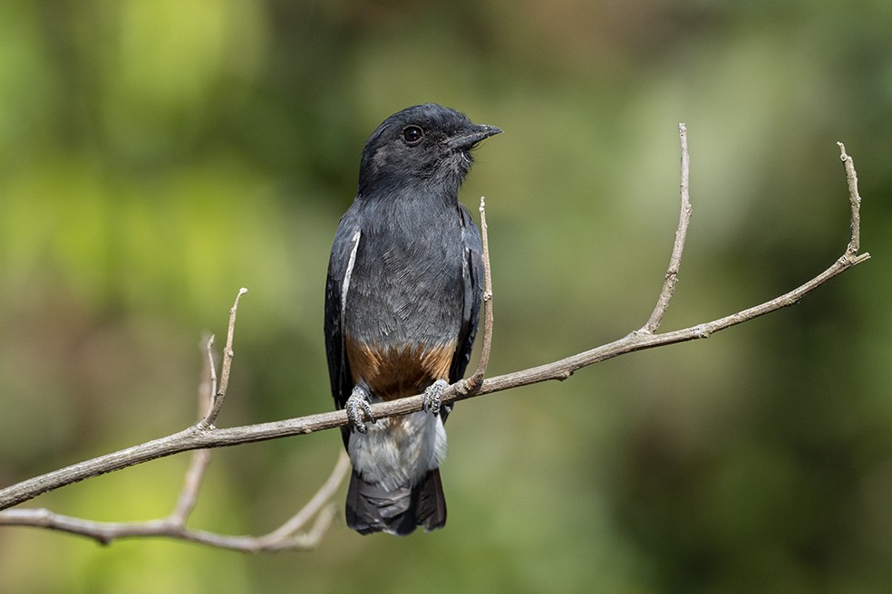 Swallow-winged Puffbird - ML641354993