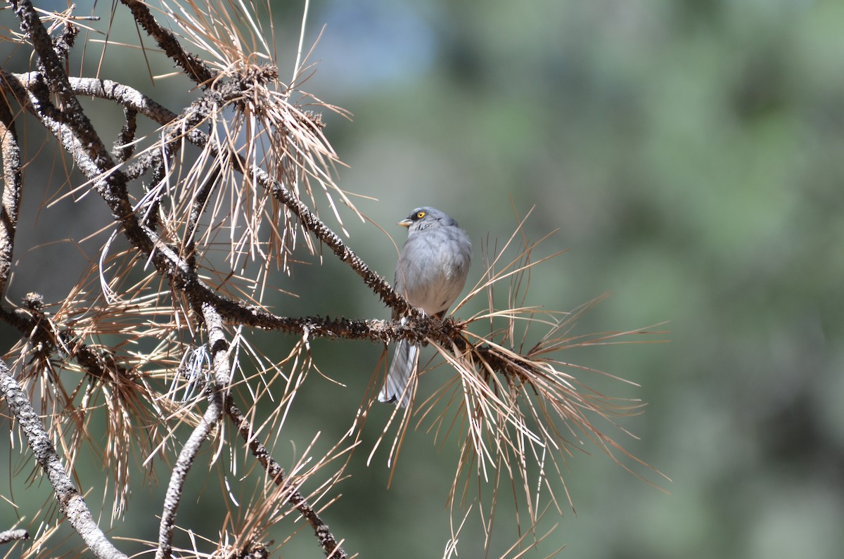 Yellow-eyed Junco - ML641354994