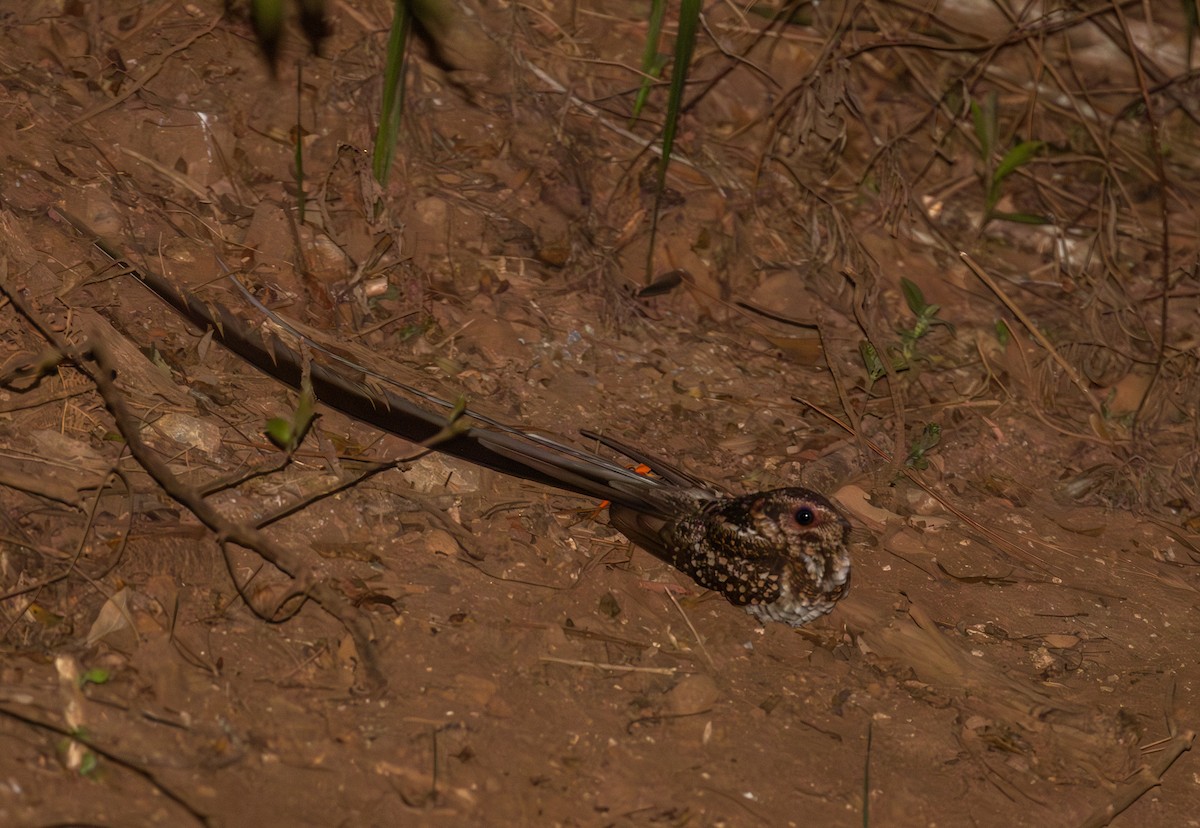 Long-trained Nightjar - ML641354995