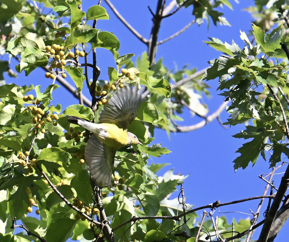Paruline à tête cendrée - ML641354999