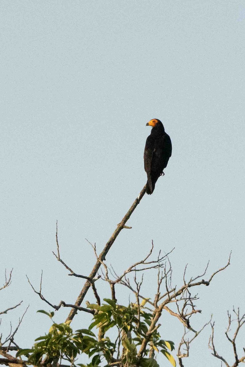 Black Caracara - ML641355003