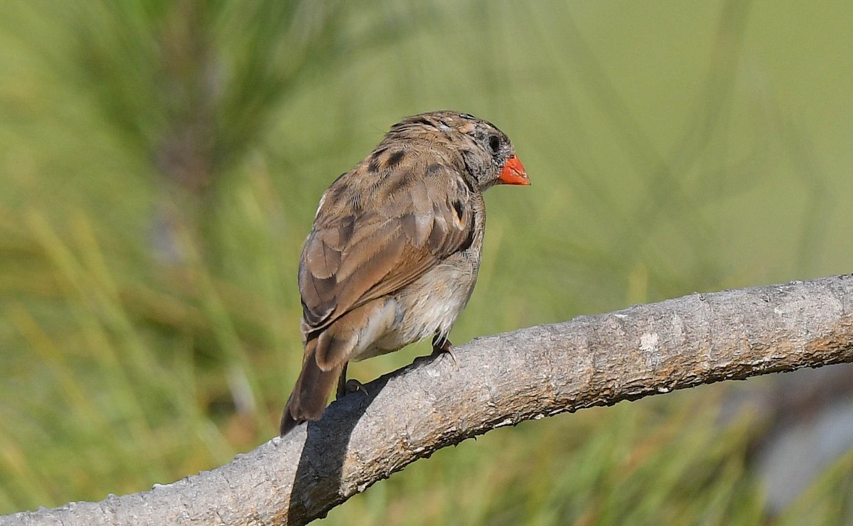 Pin-tailed Whydah - ML641355007