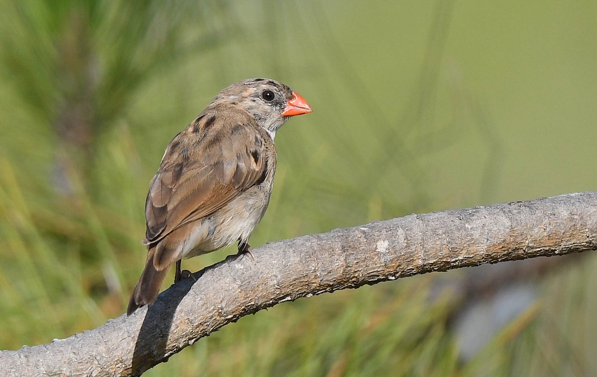 Pin-tailed Whydah - ML641355008