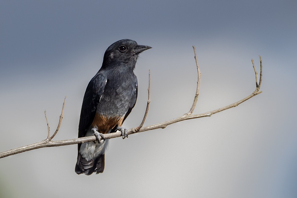 Swallow-winged Puffbird - ML641355011