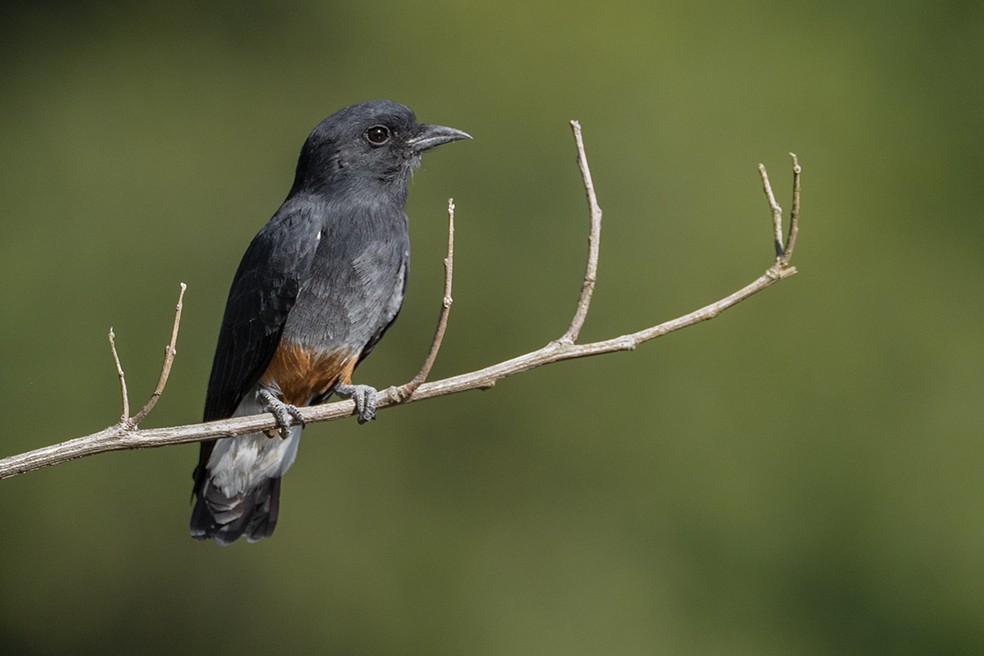 Swallow-winged Puffbird - ML641355012