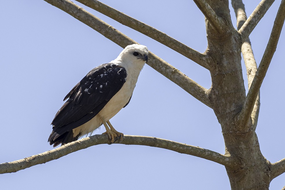 White Hawk - ML641355027