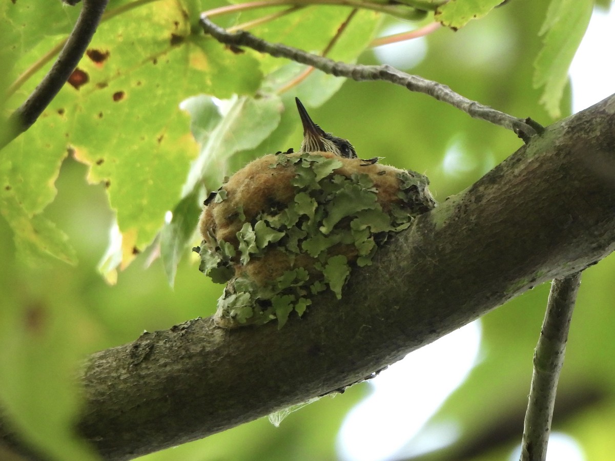 Yakut Boğazlı Kolibri - ML641355066