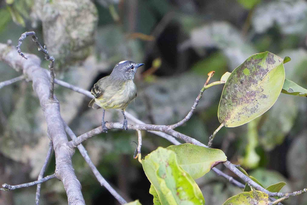Dusky-capped Flycatcher - ML641355084