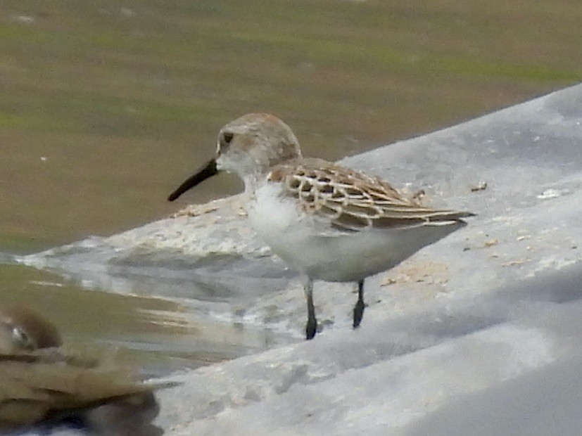 Bécasseau d'Alaska - ML641355094