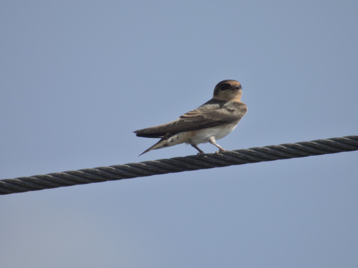 Cave Swallow - ML641355135