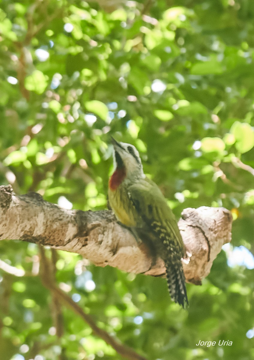 Cuban Green Woodpecker - ML641355170