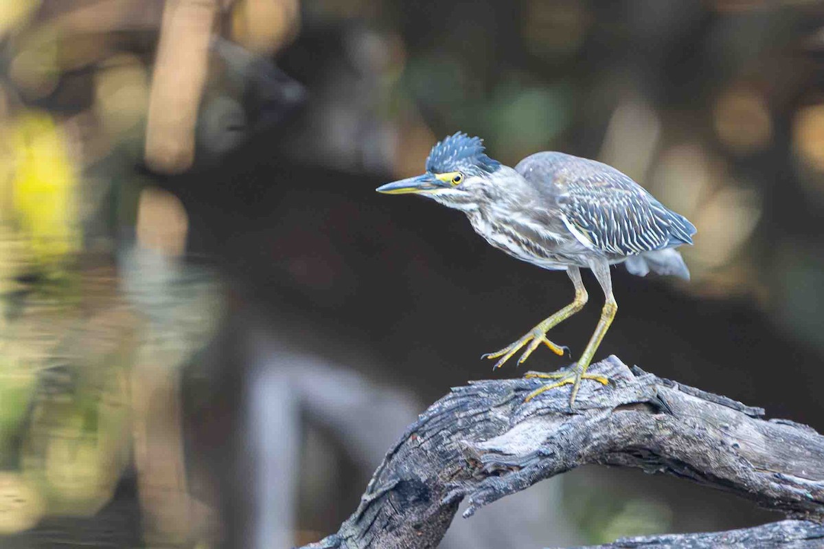Striated Heron - ML641355208