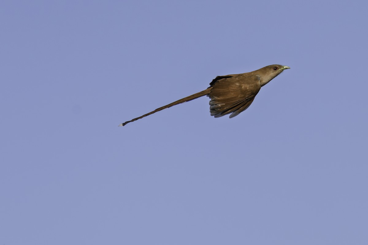 Piaye écureuil - ML641355221