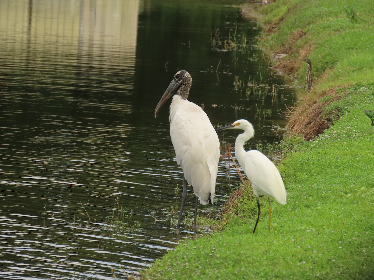 Wood Stork - ML641355235