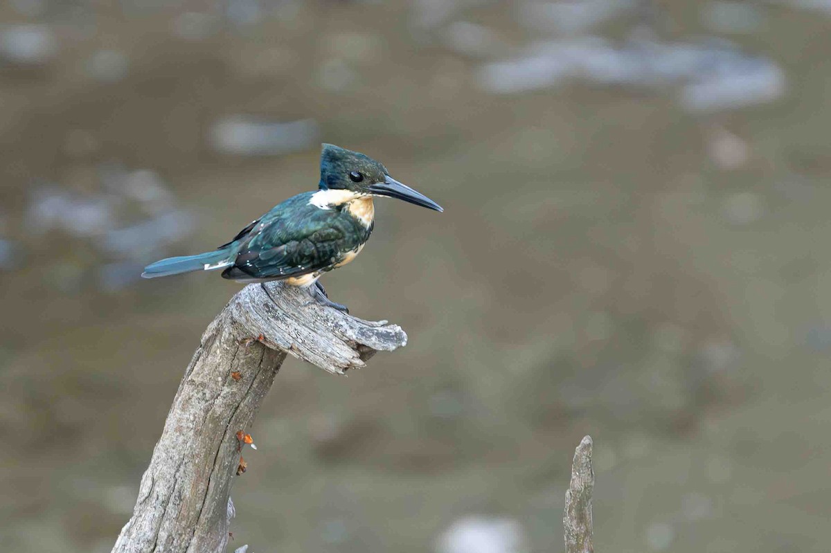 Green Kingfisher - ML641355263