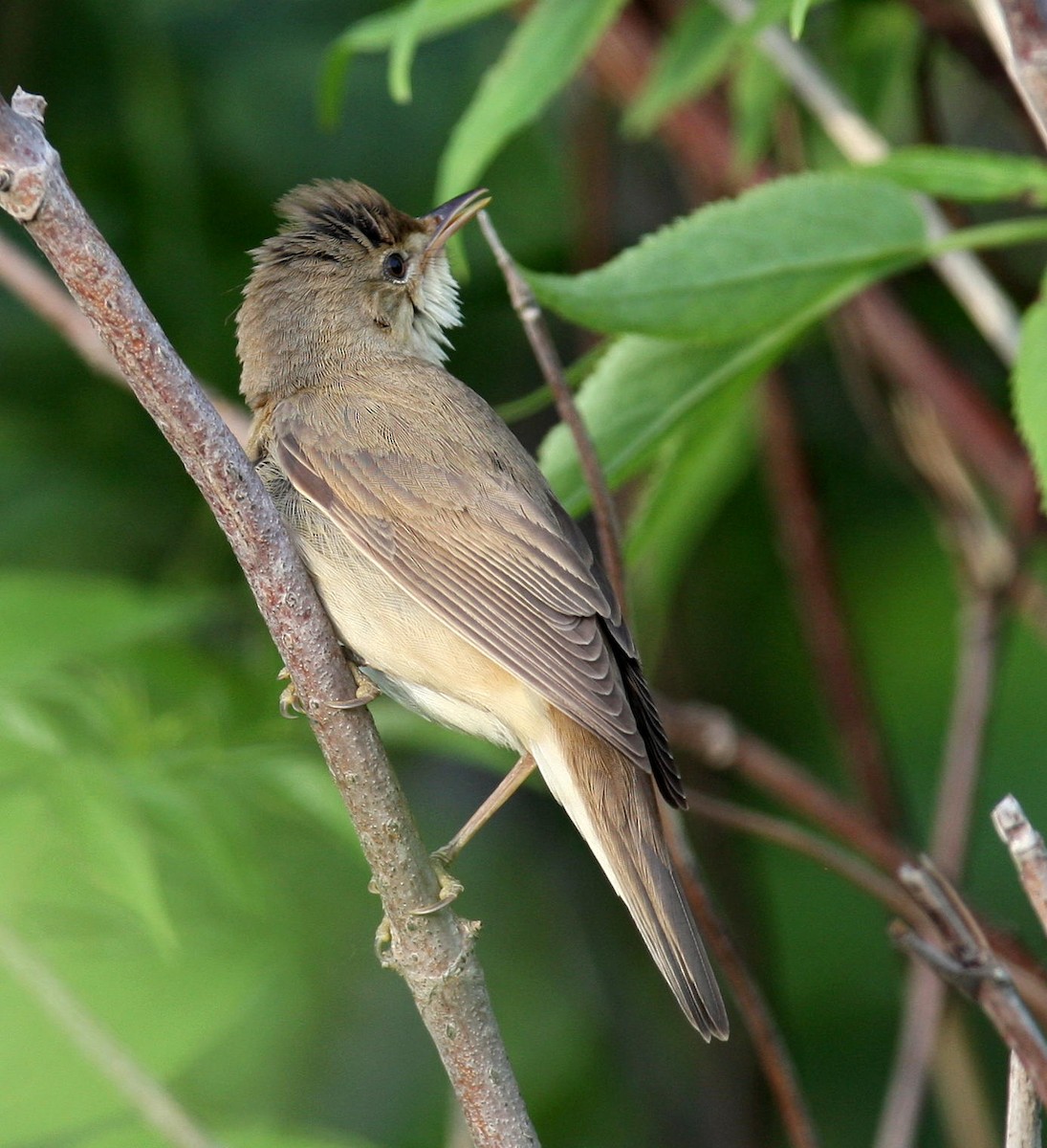 Marsh Warbler - ML641355268