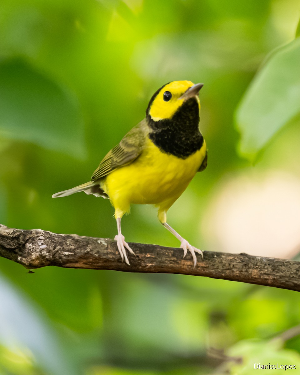 Hooded Warbler - ML641355271