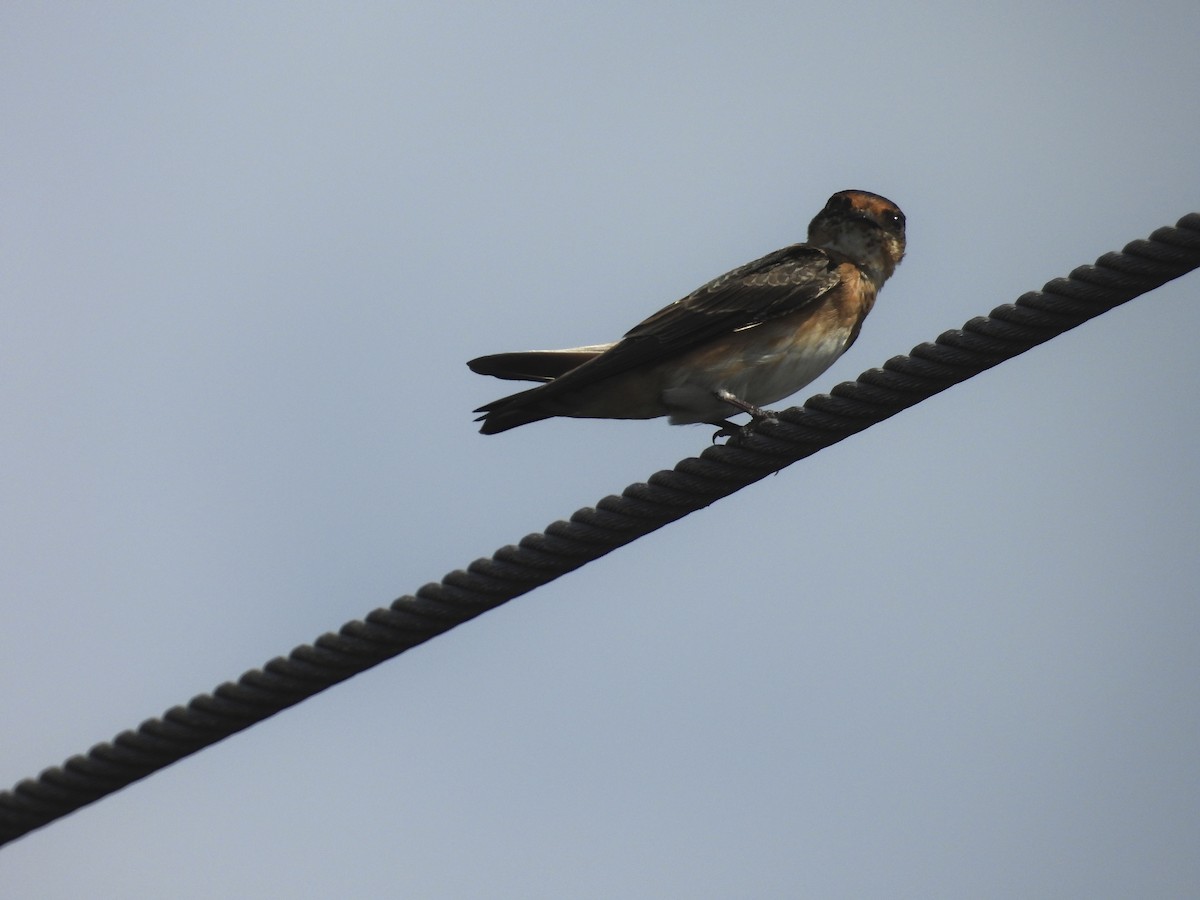 Cave Swallow - ML641355273