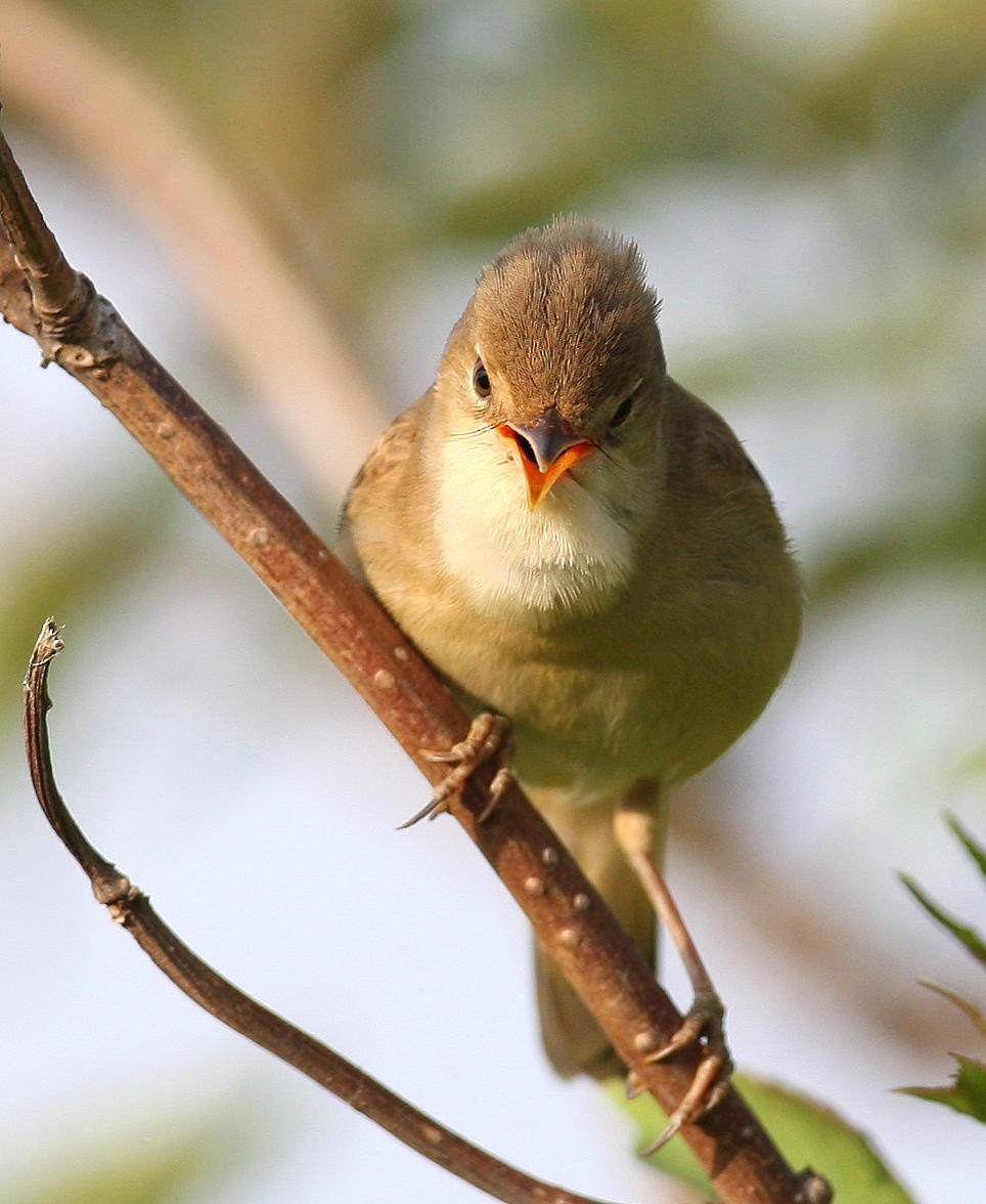 Marsh Warbler - ML641355285