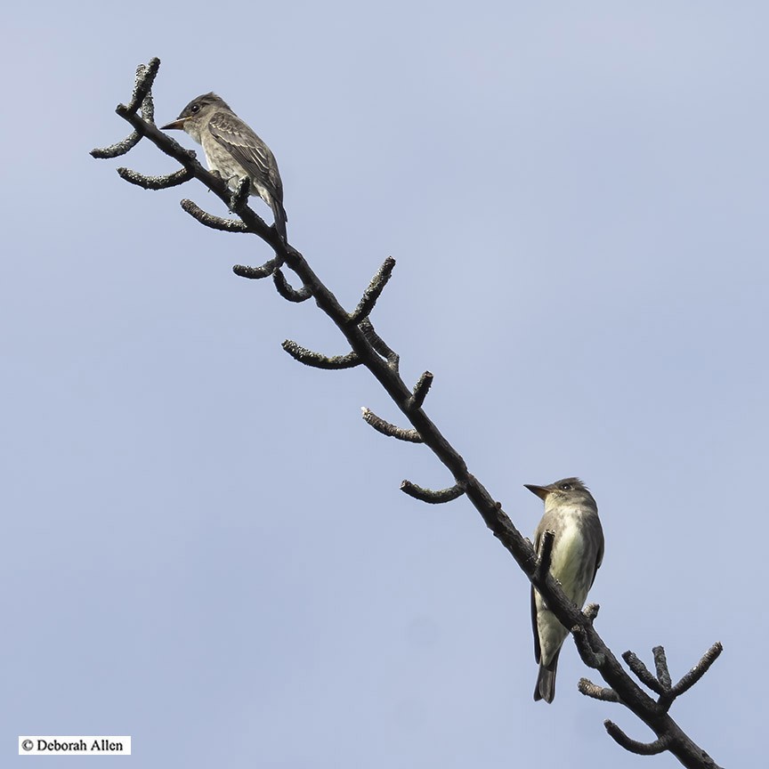 Olive-sided Flycatcher - ML641355286