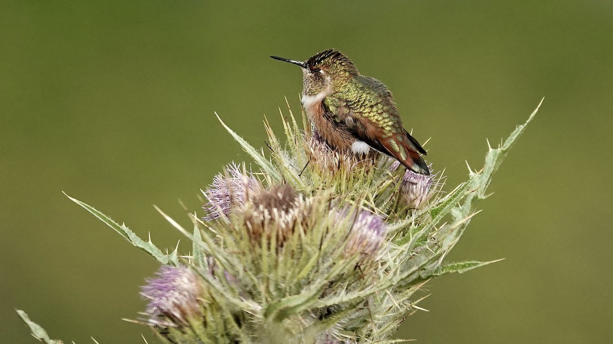 Rufous Hummingbird - ML641355298