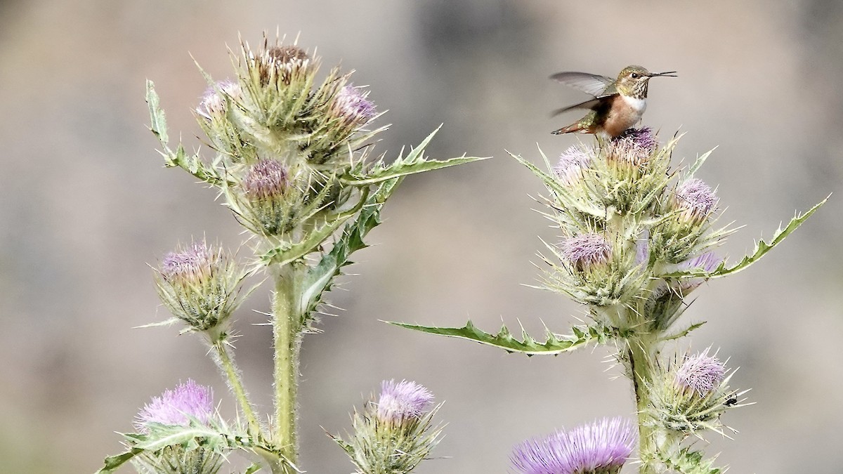 Rufous Hummingbird - ML641355300