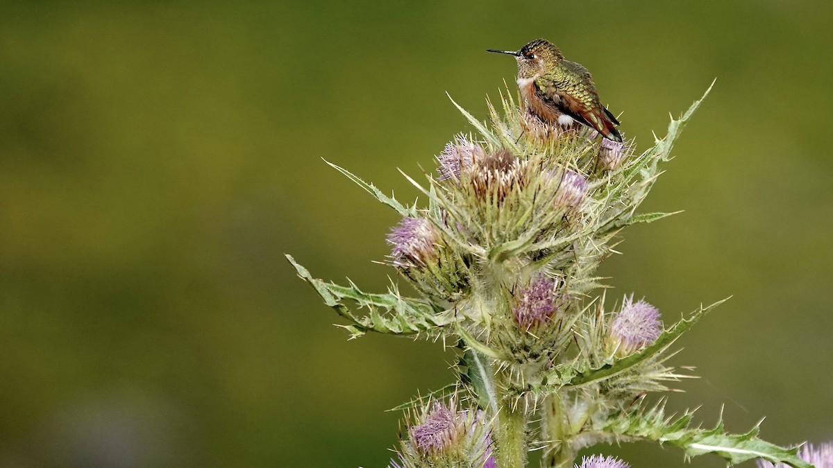 Rufous Hummingbird - ML641355301